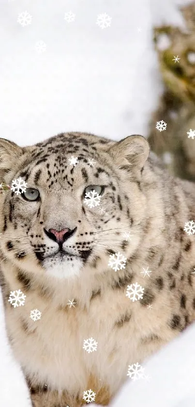 Snow leopard in a serene winter landscape with snowy backdrop.