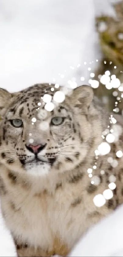 A snow leopard sits calmly in a snowy landscape, surrounded by snowflakes.