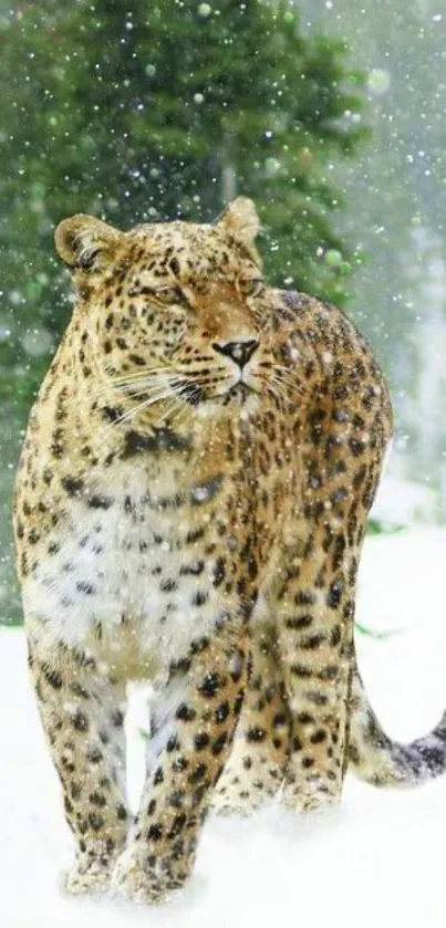 Majestic snow leopard in snowy forest landscape.