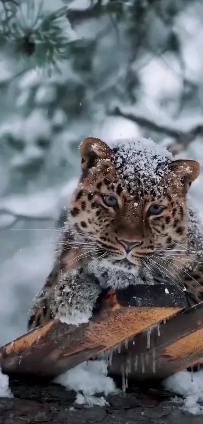 Snow leopard resting on a snowy branch in winter scenery.