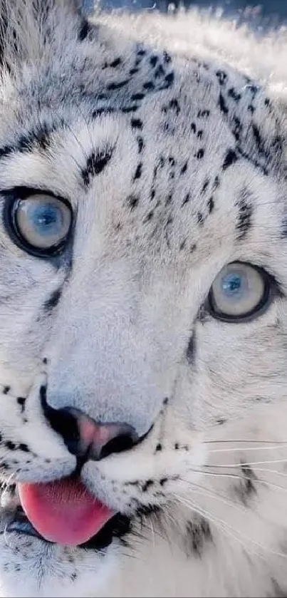 Close-up of a snow leopard with blue eyes and white fur, mobile wallpaper.