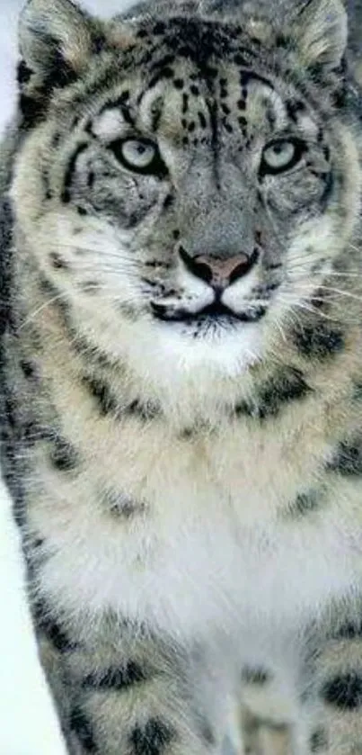 Majestic snow leopard in snowy landscape.