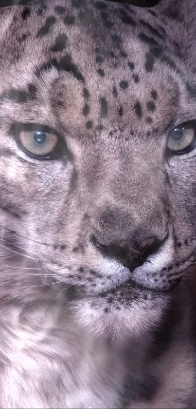 Close-up of a snow leopard's face on a mobile wallpaper.