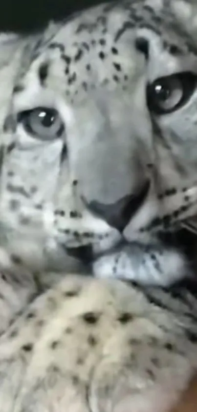 Close-up of a serene snow leopard resting, showing its majestic fur.