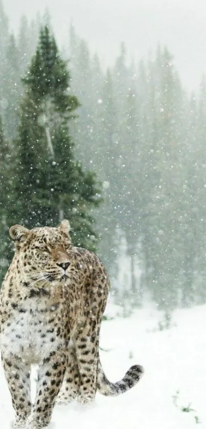 Snow leopard in a snowy forest, graceful in winter scenery.