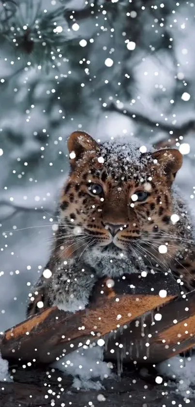 Snow leopard in snowy forest on a log.