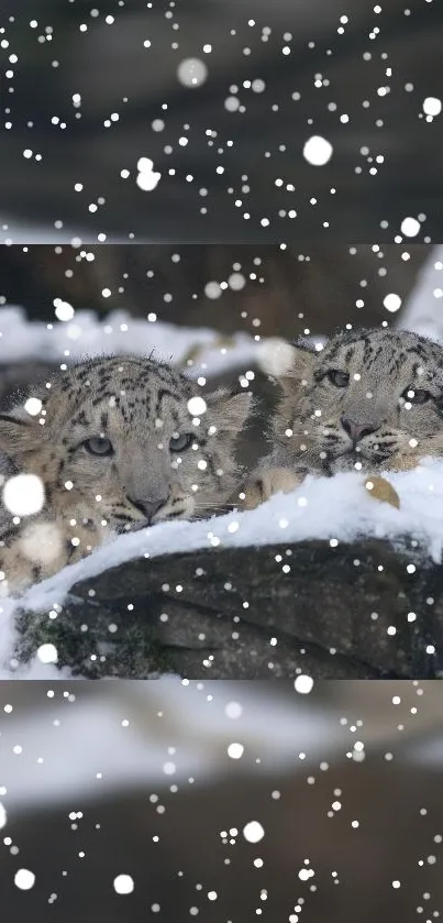 Two snow leopards resting amidst falling snowflakes.