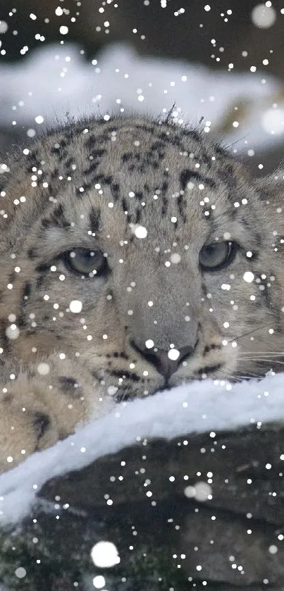 Two snow leopards resting in the snow, portraying natural beauty and tranquility.