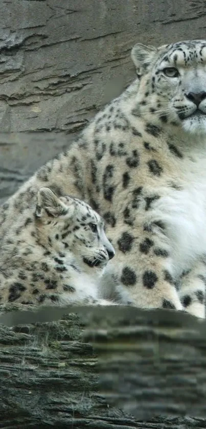 Snow leopard mother and cub sitting on rocky terrain.