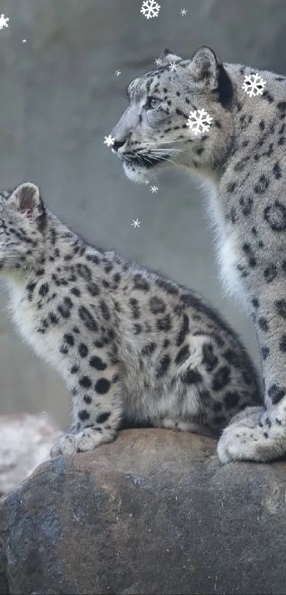 Snow leopards resting on a rock, set against a rocky, serene backdrop.