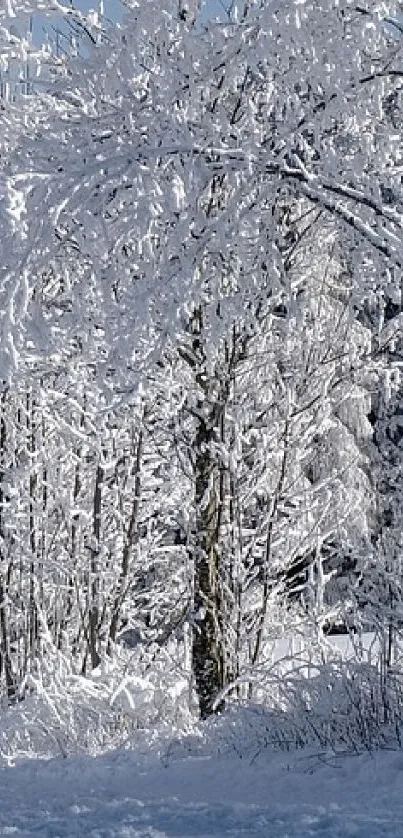 winter Live Wallpaper
