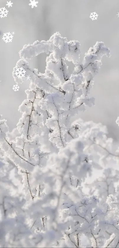nsnsnsnbsbbs Live Wallpaper