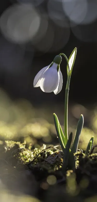 Single snowdrop flower in soft morning light on a serene nature background.