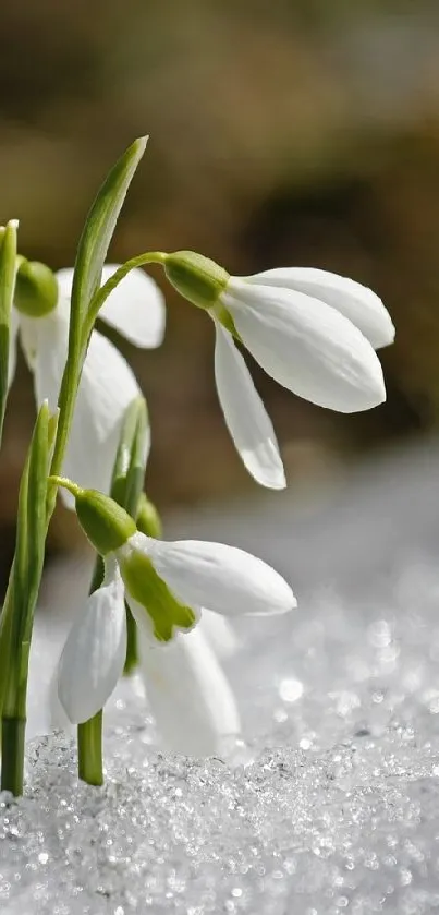 Snowdrops emerging through winter snow.