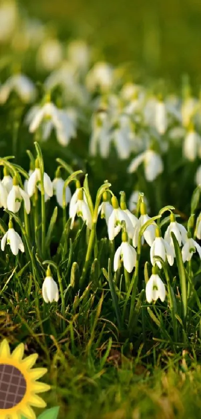 Snowdrop flowers in a green meadow with a sunflower icon.