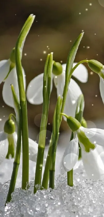 Snowdrops emerging through winter snow, symbolizing nature's resilience.