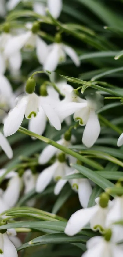 Close-up of elegant snowdrop flowers with lush green leaves.