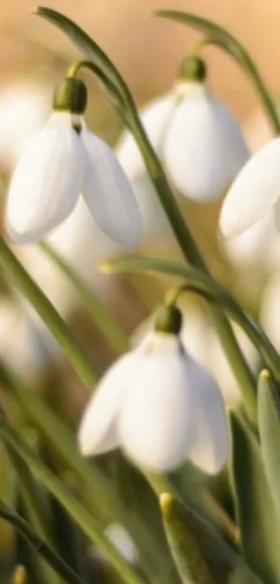 Close-up of snowdrop flowers with green leaves in the background.