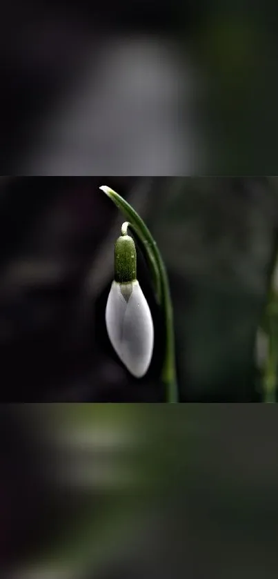 Mobile wallpaper featuring a delicate snowdrop flower on a dark green background.