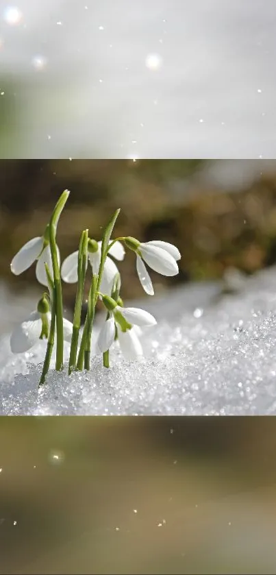 Delicate snowdrop flowers emerge from snow in this serene nature wallpaper.