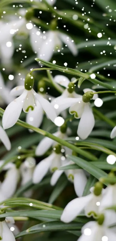 Snowdrop flowers on a green background with snow.