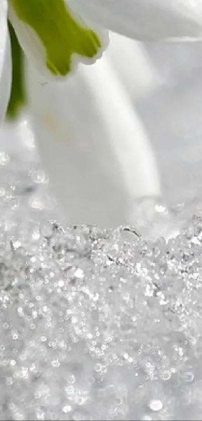 Close-up of snowdrops in sparkling snow, exuding winter serenity.