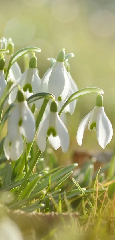 Snowdrop flowers in a sunlit meadow, creating a serene spring scene.