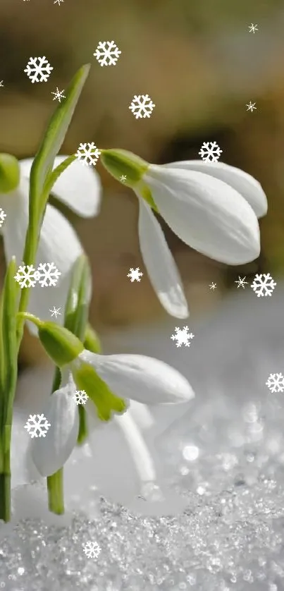 Snowdrop flowers with snowflakes in a serene winter scene.