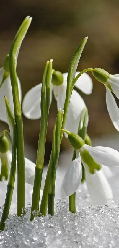 Snowdrops peeking through snowy ground in serene winter scene.