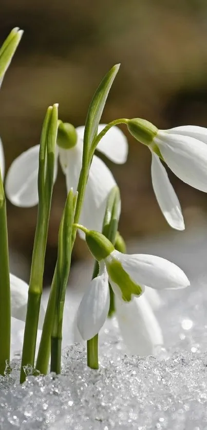 Snowdrops pushing through the ice, capturing nature's delicate balance.