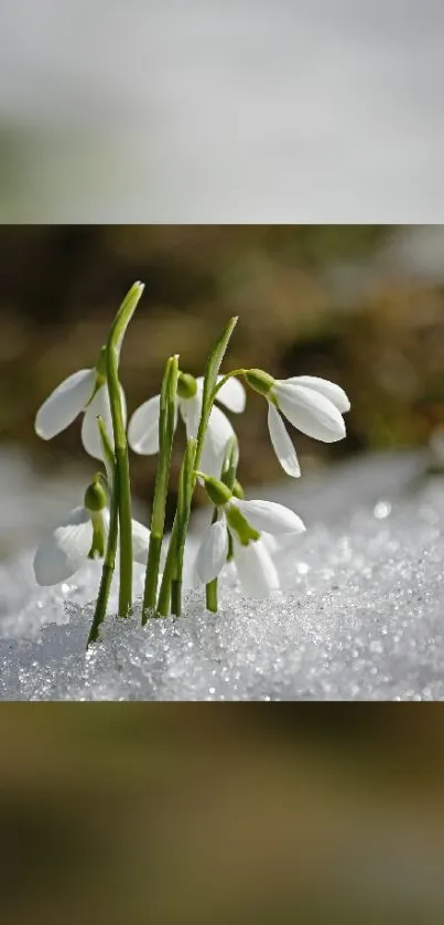 Snowdrops gracefully blooming in snow.