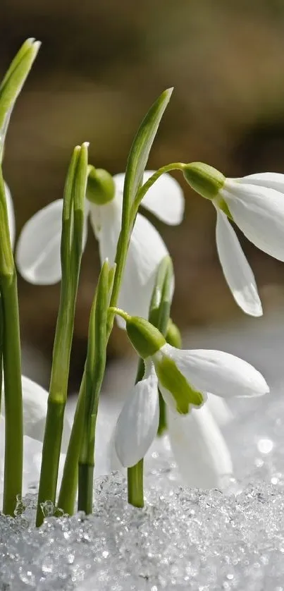 Snowdrop flowers emerging through glistening snow in serene winter scene.