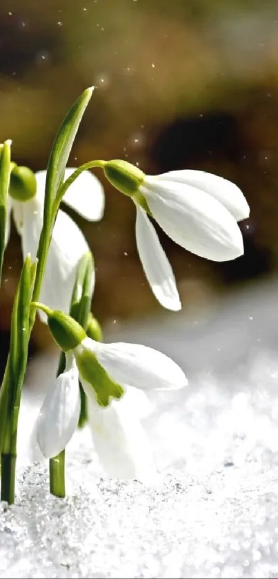 Snowdrop flowers emerging through winter snow in warm sunlight.