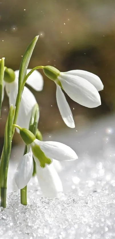 Snowdrops emerging through sparkling snow in winter sunlight.
