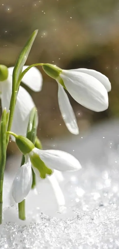 White snowdrops amidst sparkling snow in a serene winter setting.