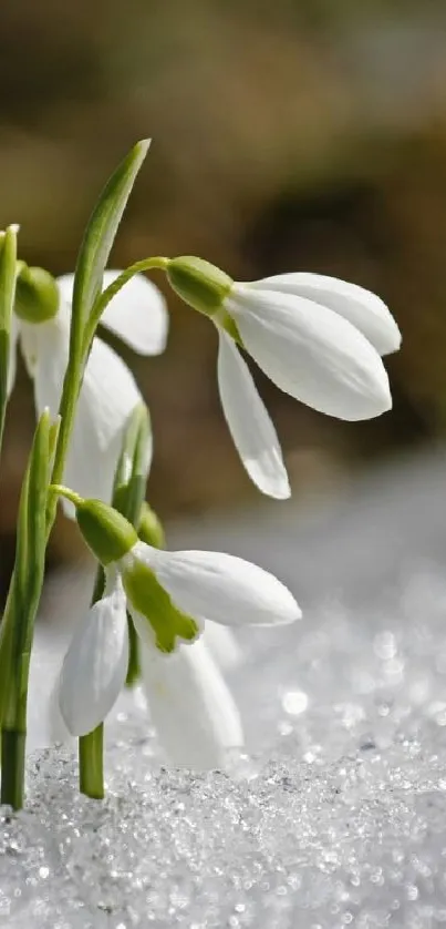 White snowdrops peek through sparkling frost.