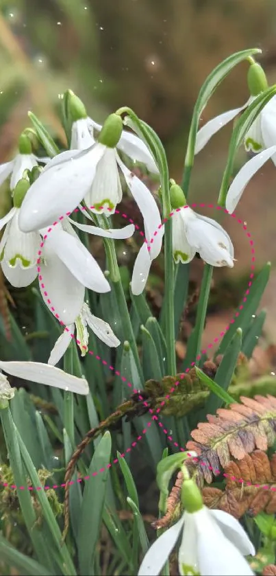 Snowdrops with heart accents on a lush green background.