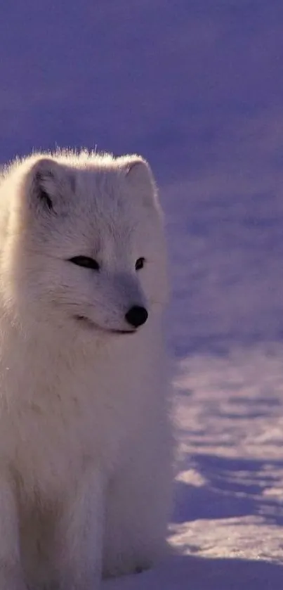 A peaceful arctic fox on snow with a purple-tinged backdrop.