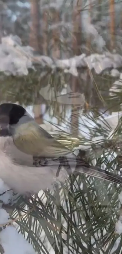 Bird perched on snowy pine branches in winter forest.