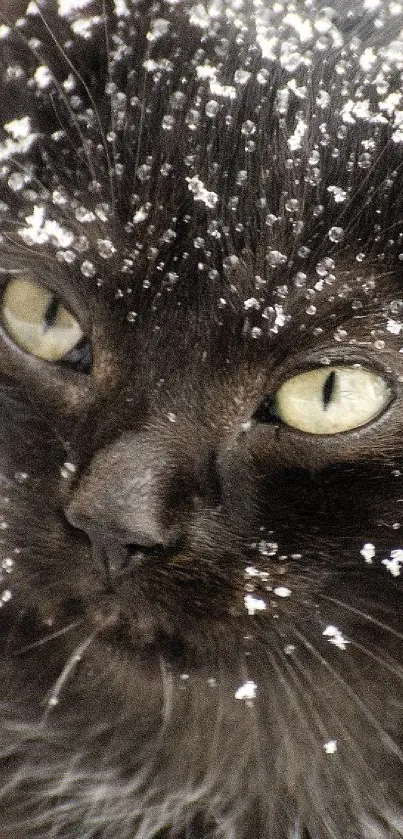 Black cat with snowflakes on fur in winter scene.