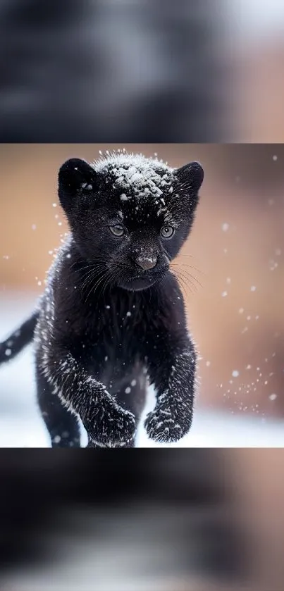 Black panther cub running through snow, with snowflakes on fur.