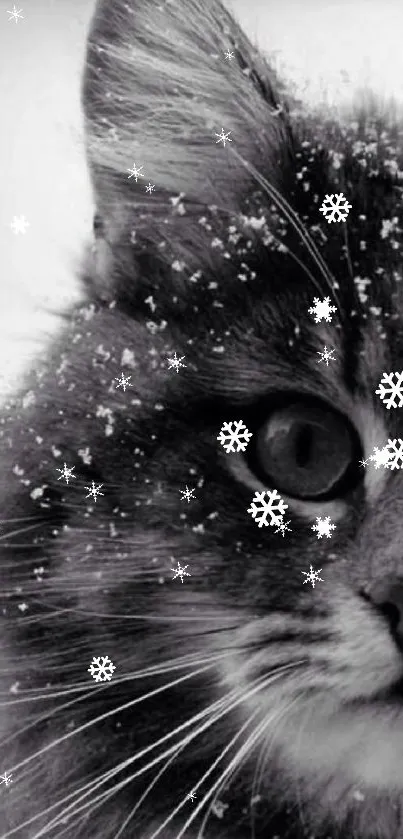 Black and white cat with snowflakes on face.