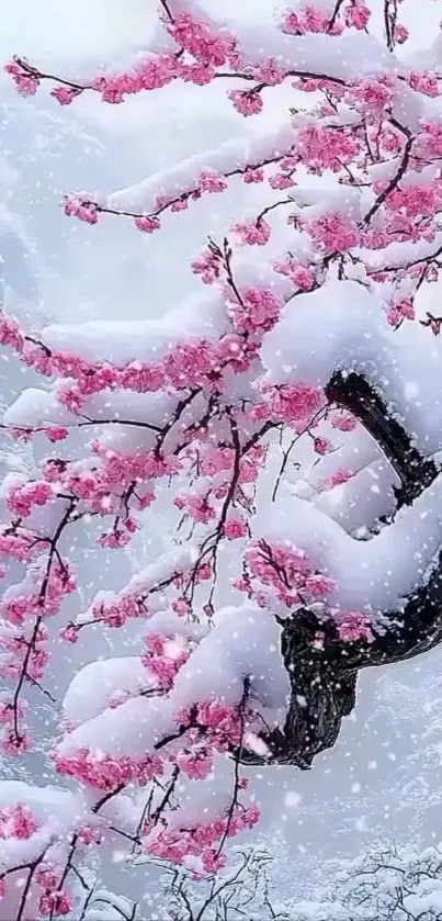 Snow-covered cherry blossom branches in a serene winter scene.