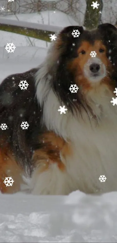 Collie dog standing in a snowy winter wonderland.