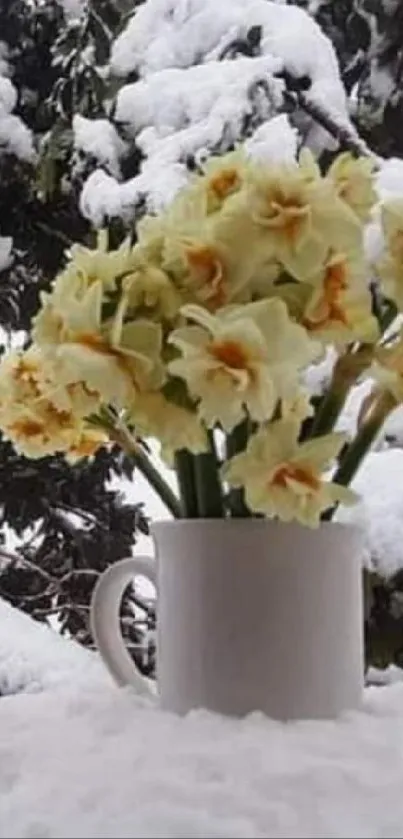 Snow-covered daffodils in a cup.