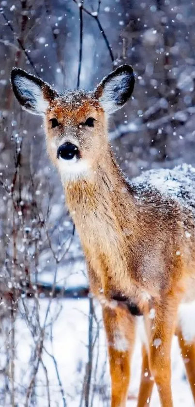 Serene deer standing in snowy winter forest.