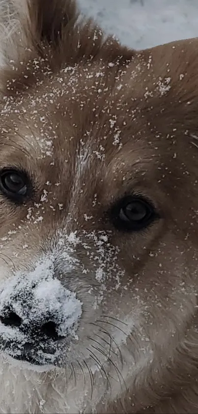 Adorable dog with snow-dusted snout close-up wallpaper.