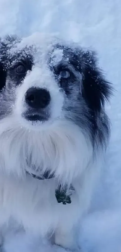 A fluffy dog enjoys the snowy winter landscape.