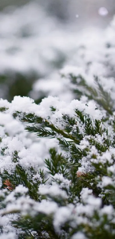 Snow-covered evergreen branches in focus, capturing the serene beauty of winter.