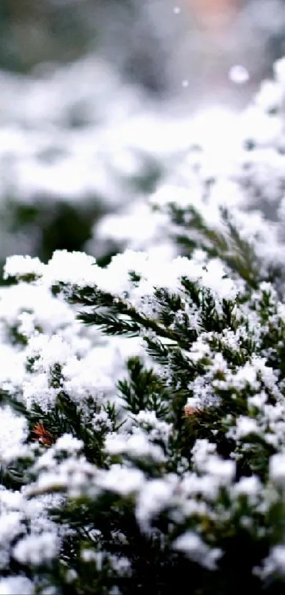 Snow-covered evergreen branches in winter, creating a serene and tranquil mobile wallpaper.